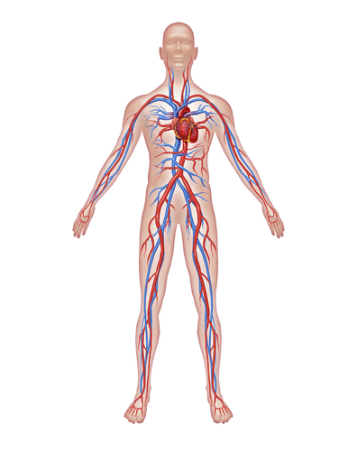 Human circulatory system